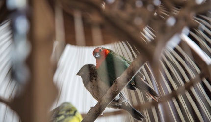 ARMADA BIRDS