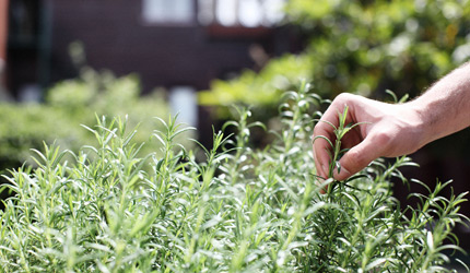 ARMADA'S ORGANIC HERB GARDEN